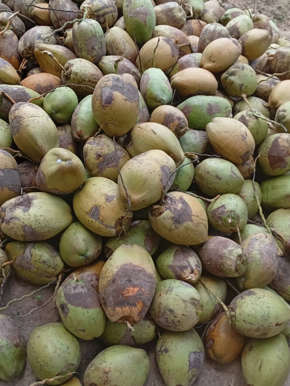 Fresh coconuts wholesale