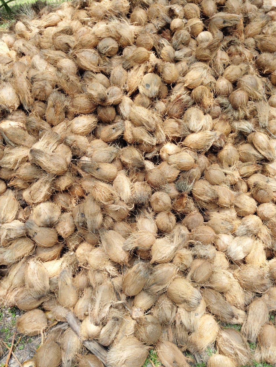 Fresh coconuts for wholesale