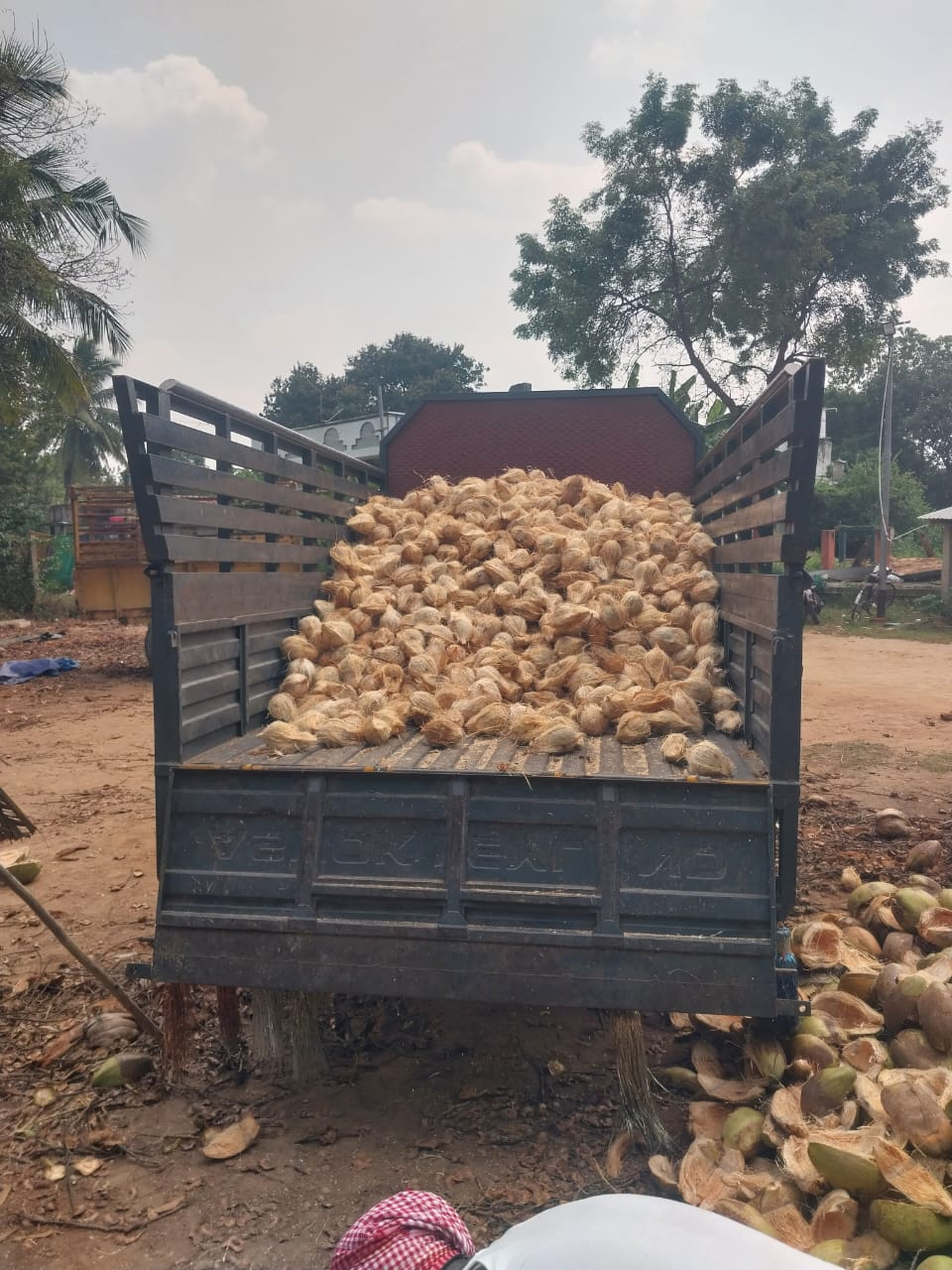 Coconut wholesale stock