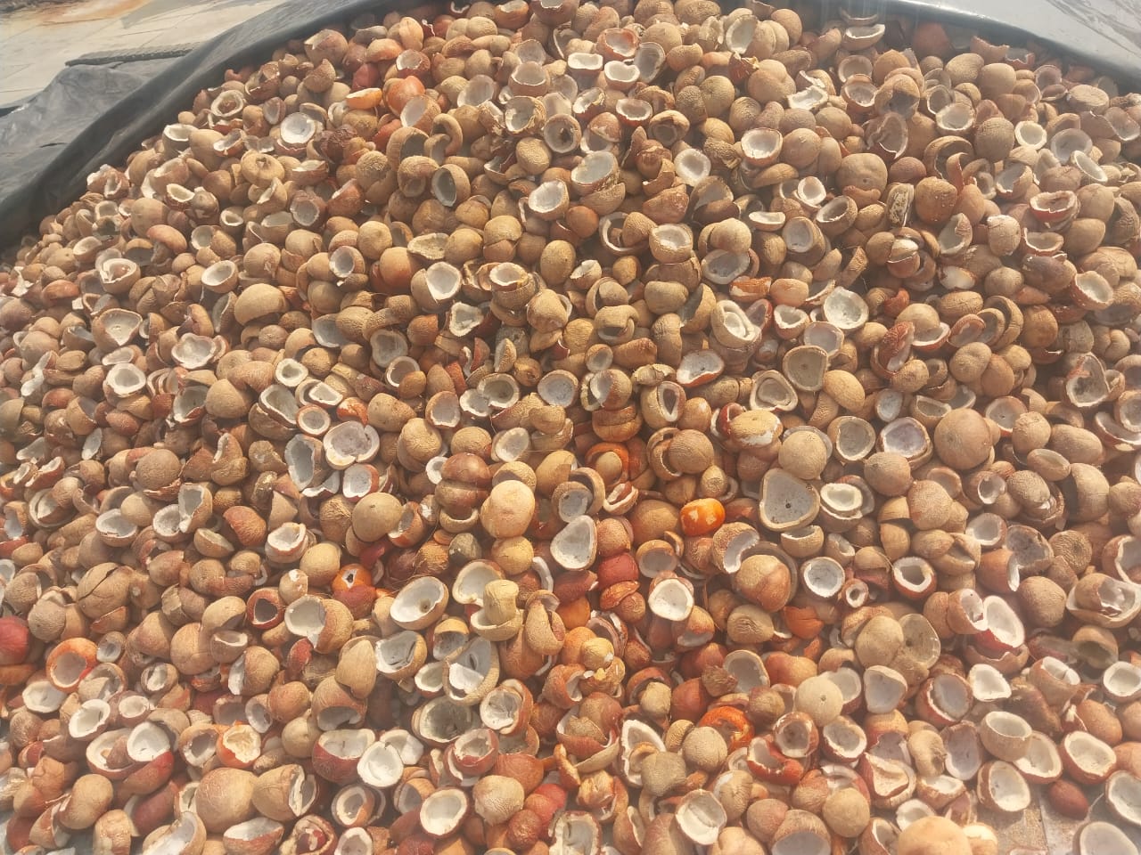 Copra supplier