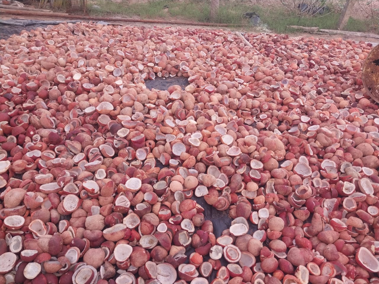 Coconut shell supplier India